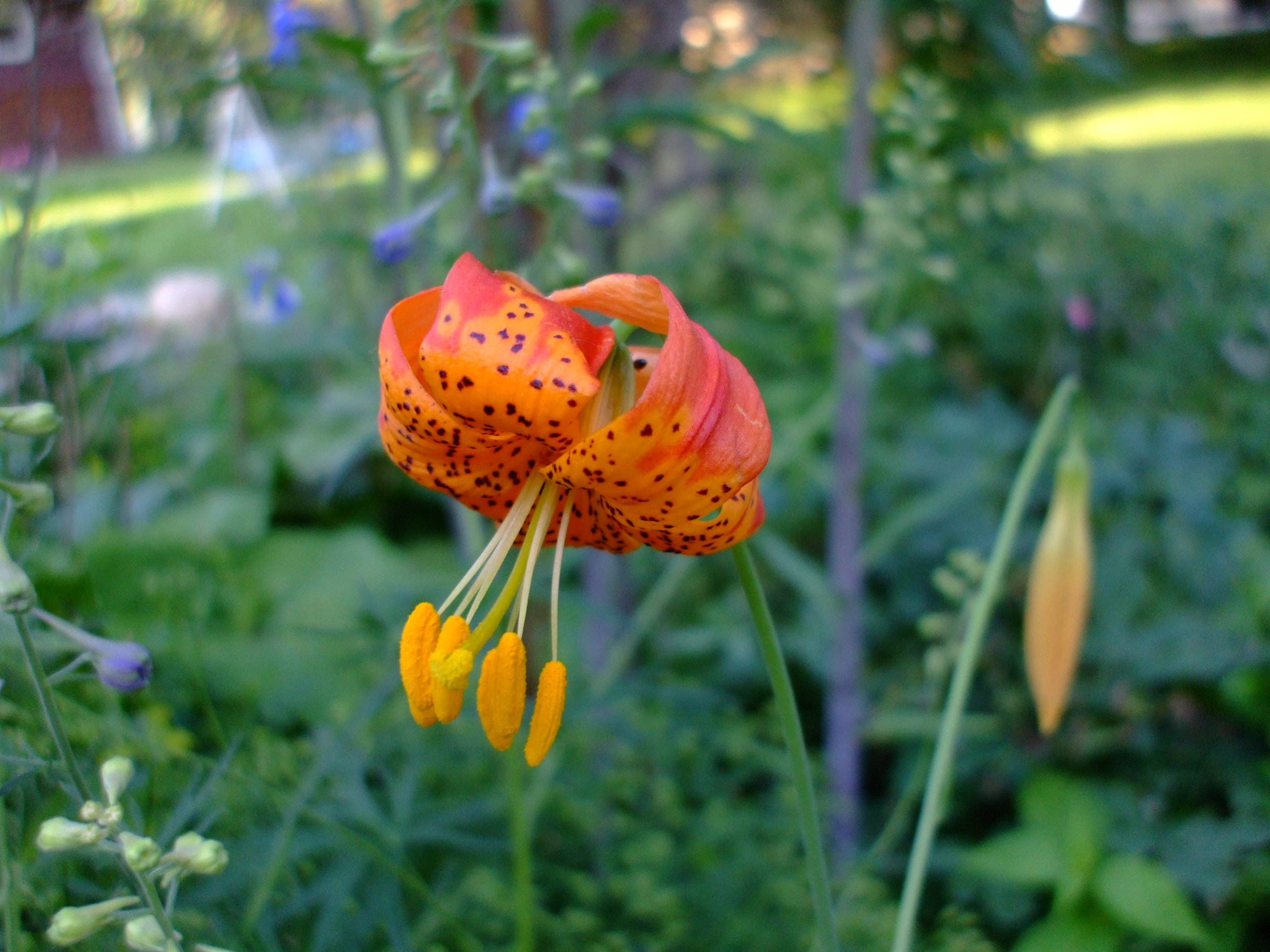 Lilium pardalinum